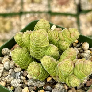 Rattlesnake Tail Crassula Columella Live Succulent Plant 4