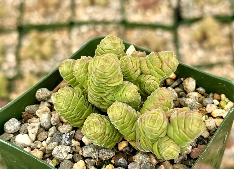 Rattlesnake Tail Crassula Columella Live Succulent Plant 4" Pot - Image 1