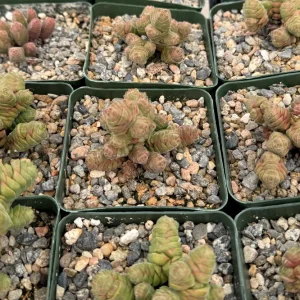 Rattlesnake Tail Crassula Columella Live Succulent Plant 4