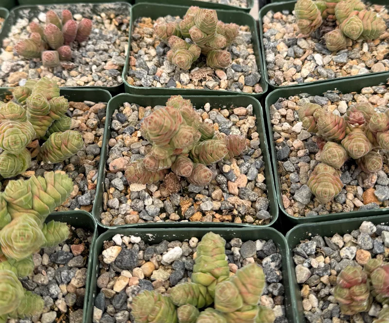 Rattlesnake Tail Crassula Columella Live Succulent Plant 4" Pot - Image 4