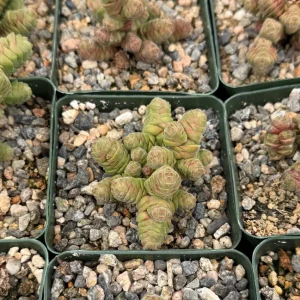 Rattlesnake Tail Crassula Columella Live Succulent Plant 4