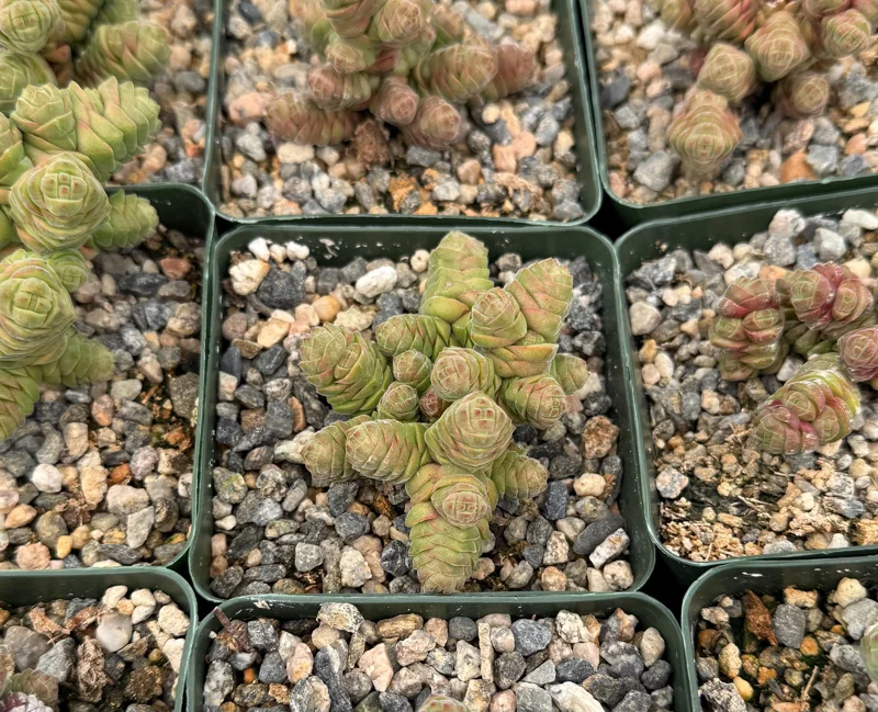 Rattlesnake Tail Crassula Columella Live Succulent Plant 4" Pot - Image 5