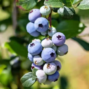 Rebel Blueberry Bush Live Plant - Southern Highbush Starter 4-6