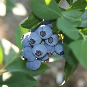 Rebel Blueberry Bush Live Plant - Southern Highbush Starter 4-6