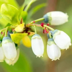 Rebel Blueberry Bush Live Plant - Southern Highbush Starter 4-6