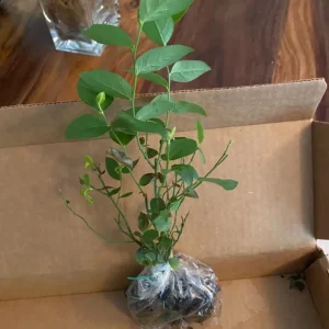 Rebel Blueberry Bush Live Plant - Southern Highbush Starter 4-6