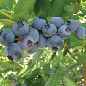Rebel Blueberry Bush Live Plant - Southern Highbush Starter 4-6