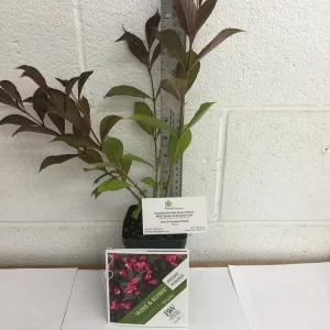 Reblooming Weigela Live Plant - Rosy Pink Flowers, Dark Purple Foliage, 6-12in in Quart Pot, Outdoor Shrub - Image 2