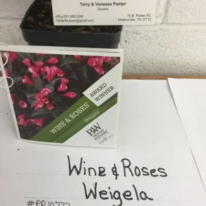 Reblooming Weigela Live Plant - Rosy Pink Flowers, Dark Purple Foliage, 6-12in in Quart Pot, Outdoor Shrub - Image 3