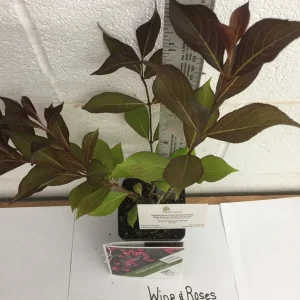 Reblooming Weigela Live Plant - Rosy Pink Flowers, Dark Purple Foliage, 6-12in in Quart Pot, Outdoor Shrub - Image 4