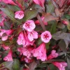 Reblooming Weigela Live Plant - Rosy Pink Flowers, Dark Purple Foliage, 6-12in in Quart Pot, Outdoor Shrub - Image 1