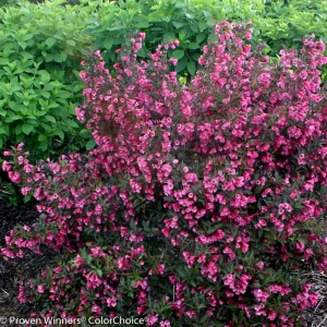 Reblooming Weigela Live Plant - Rosy Pink Flowers, Dark Purple Foliage, 6-12in in Quart Pot, Outdoor Shrub - Image 5