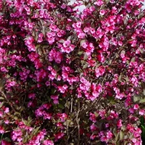 Reblooming Weigela Live Plant - Rosy Pink Flowers, Dark Purple Foliage, 6-12in in Quart Pot, Outdoor Shrub - Image 6