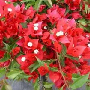 Red Bougainvillea Live Plant Starter – 2-Pack, 4-6