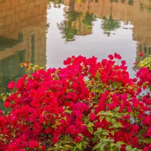 Red Bougainvillea Live Plant Starter – 2-Pack, 4-6