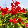 Red Bougainvillea Live Plant Starter – 2-Pack, 4-6" Tall – Vibrant Red Bracts, Drought Tolerant - Image 1