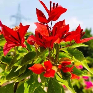 Red Bougainvillea Live Plant Starter – 2-Pack, 4-6