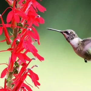 Red Cardinal Flower Live Plant, 5 Bare Roots - Lobelia cardinalis Perennial - Image 2