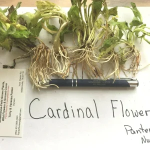 Red Cardinal Flower Live Plant, 5 Bare Roots - Lobelia cardinalis Perennial - Image 3