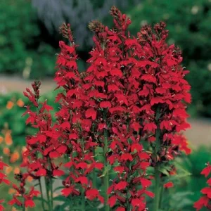 Red Cardinal Flower Live Plant, 5 Bare Roots - Lobelia cardinalis Perennial - Image 4