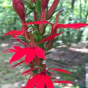 Red Cardinal Flower Live Plant, 5 Bare Roots - Lobelia cardinalis Perennial - Image 5