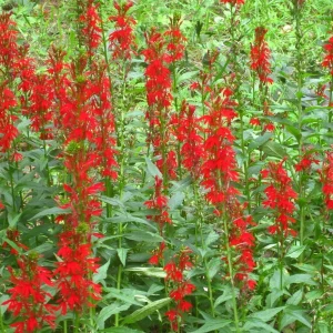 Red Cardinal Flower Live Plant, 5 Bare Roots - Lobelia cardinalis Perennial - Image 1