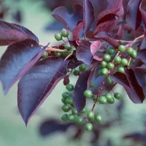 Red Choke Cherry Tree Live Plant – 1 Gallon Pot – Outdoor - Image 2