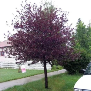 Red Choke Cherry Tree Live Plant – 1 Gallon Pot – Outdoor - Image 3