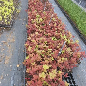 Red Choke Cherry Tree Live Plant – 1 Gallon Pot – Outdoor - Image 4