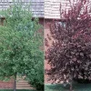 Red Choke Cherry Tree Live Plant – 1 Gallon Pot – Outdoor - Image 1