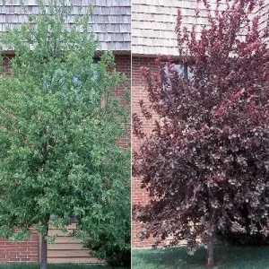 Red Choke Cherry Tree Live Plant – 1 Gallon Pot – Outdoor - Image 1