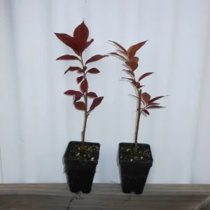 Red Choke Cherry Tree Live Plant 2-12 inch, Zones 2-7, Edible Fruit - Image 3