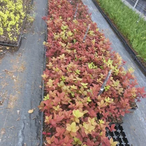 Red Choke Cherry Tree Live Plant 2-12 inch, Zones 2-7, Edible Fruit - Image 5