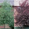 Red Choke Cherry Tree Live Plant 2-12 inch, Zones 2-7, Edible Fruit - Image 1