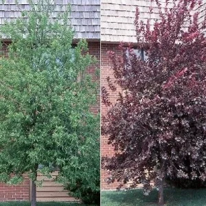 Red Choke Cherry Tree Live Plant 2-12 inch, Zones 2-7, Edible Fruit - Image 1