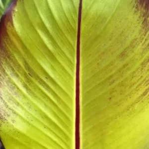 Red Cuban Banana Tree Live Plant - 6-8