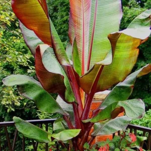 Red Cuban Banana Tree Live Plant - 6-8