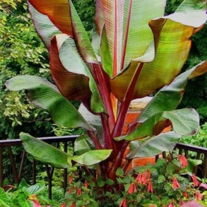 Red Cuban Banana Tree Live Plant - 6-8