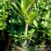 Red Desert Rose Live Plant Adenium Obesum Caudex Succulent in 4 inch Pot - Image 1