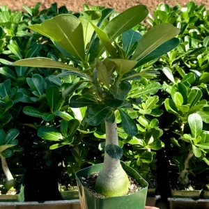 Red Desert Rose Live Plant Adenium Obesum Caudex Succulent in 4 inch Pot - Image 2