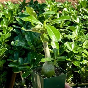 Red Desert Rose Live Plant Adenium Obesum Caudex Succulent in 4 inch Pot - Image 3