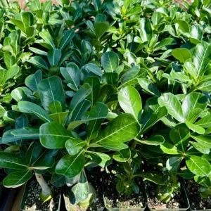 Red Desert Rose Live Plant Adenium Obesum Caudex Succulent in 4 inch Pot - Image 4