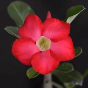Red Desert Rose Live Plant Adenium Obesum Caudex Succulent in 4 inch Pot - Image 5