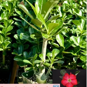Red Desert Rose Live Plant Adenium Obesum Caudex Succulent in 4 inch Pot - Image 6