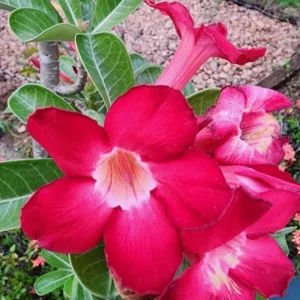 Red Desert Rose Live Plant - Adenium Obesum - Set of 2, 4-6