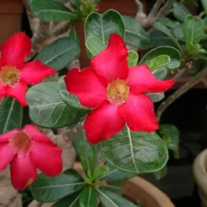 Red Desert Rose Live Plant - Adenium Obesum - Set of 2, 4-6