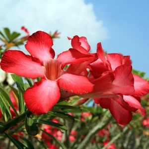Red Desert Rose Live Plant - Adenium Obesum Starter - 4-6