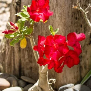 Red Desert Rose Live Plant - Adenium Obesum Starter - 4-6
