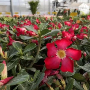 Red Desert Rose Live Plant - Adenium Obesum Starter - 4-6