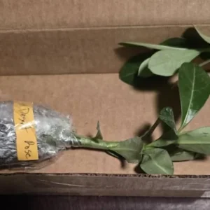 Red Desert Rose Live Plant - Adenium Obesum Starter - 4-6